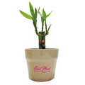 Lucky Bamboo in 4" Ceramic Pot